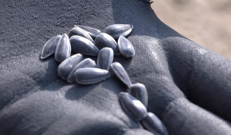 C0086.MP4.02_33_55_21.Still001 (2).png