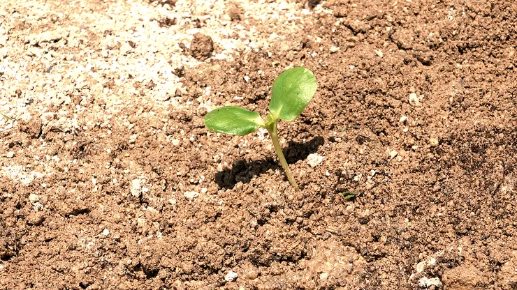 sunflower.00_03_03_21.Still092.png