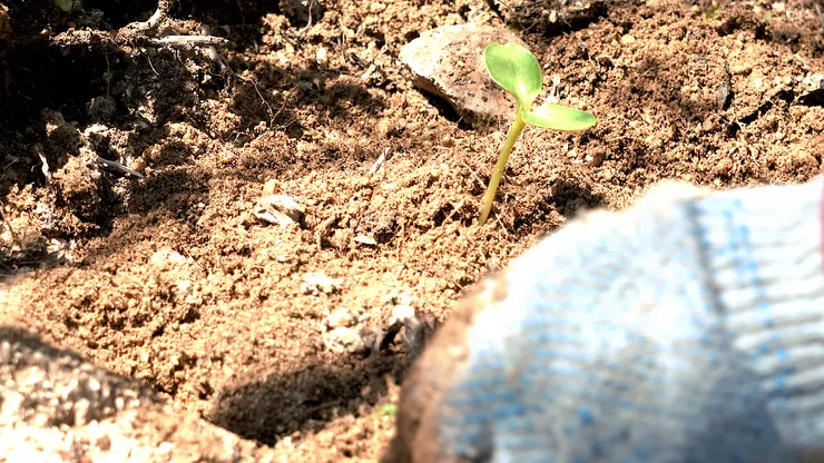 sunflower.00_03_10_29.Still091.png