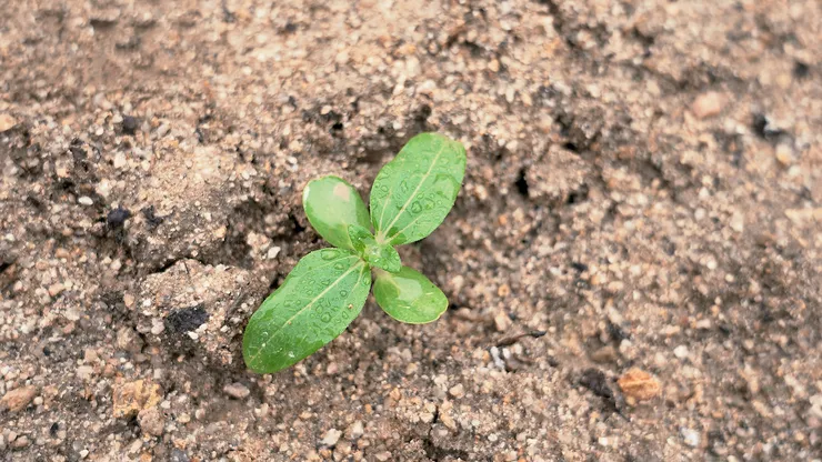sunflower.00_03_39_21.Still093.png