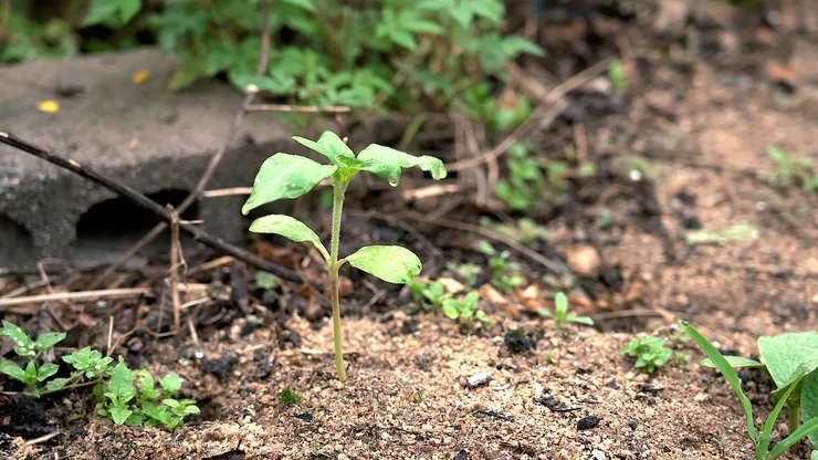 sunflower.00_03_42_08.Still095.png
