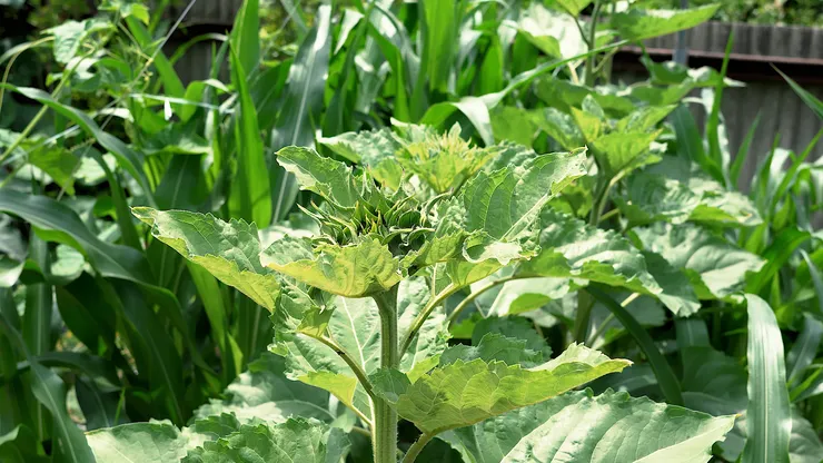 sunflower.00_04_38_10.Still100.png