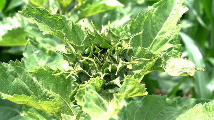 sunflower.00_04_41_04.Still101.png