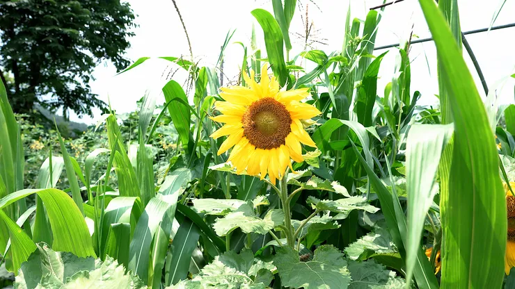 sunflower.00_05_00_04.Still103.png