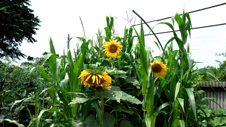 sunflower.00_05_26_02.Still106.png