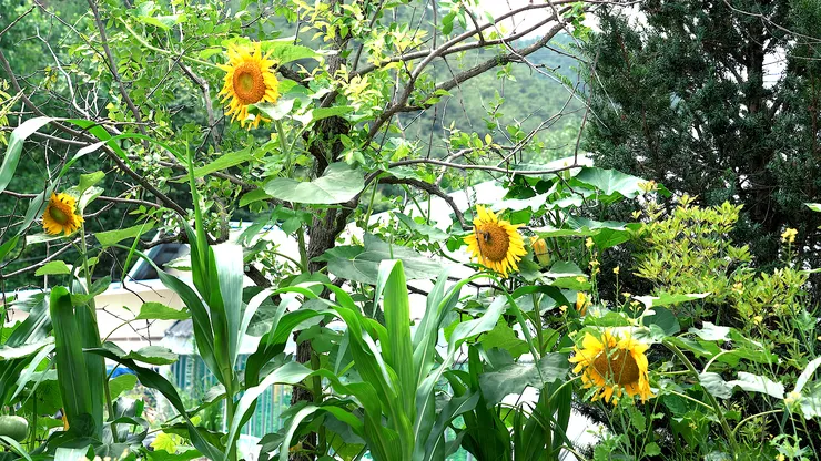 sunflower.00_05_27_29.Still107.png