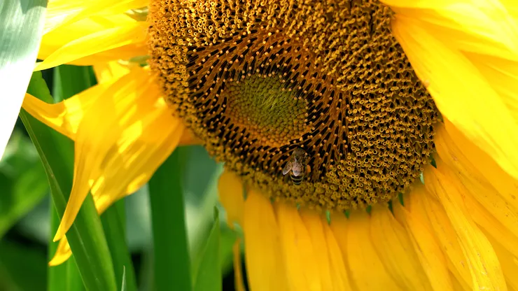 sunflower.00_05_12_15.Still105.png