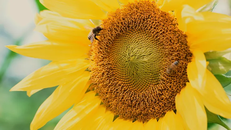 sunflower.00_05_21_01.Still082.png