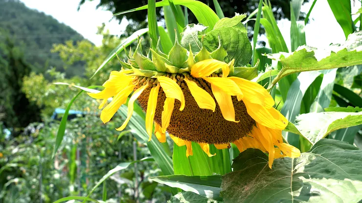 sunflower.00_05_32_23.Still108.png