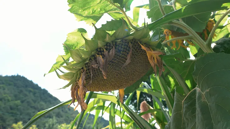 sunflower.00_05_40_01.Still109.png