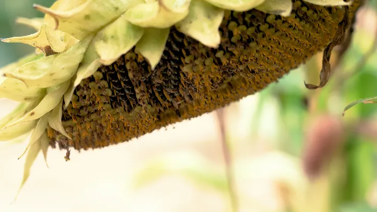 sunflower.00_05_56_14.Still110.png