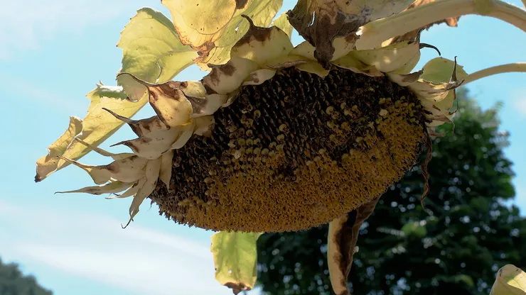 sunflower.00_06_15_17.Still111.png