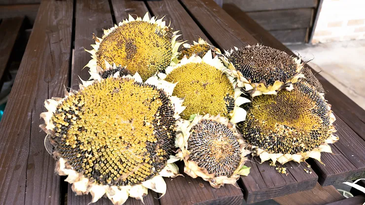 sunflower.00_06_29_10.Still112.png