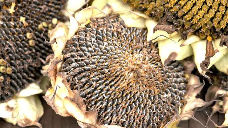 sunflower.00_06_40_04.Still114.png