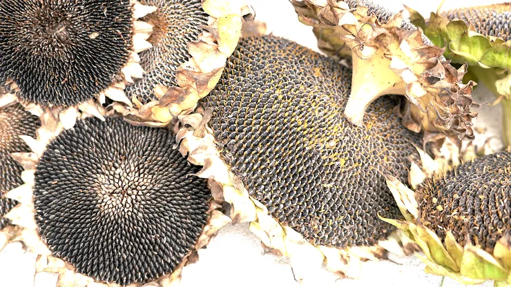 sunflower.00_07_02_20.Still116.png