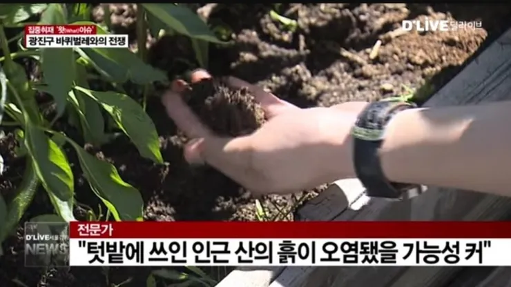 서울 광진구 바퀴벌레 폭증사태.jpg 이미지 2