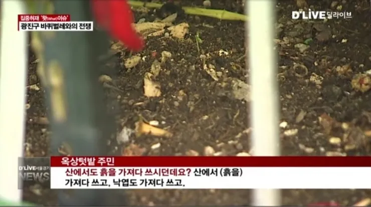 서울 광진구 바퀴벌레 폭증사태.jpg 이미지 3