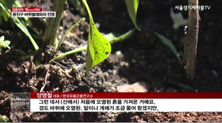 서울 광진구 바퀴벌레 폭증사태.jpg 이미지 4