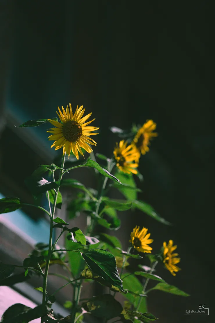 L1000470.jpg