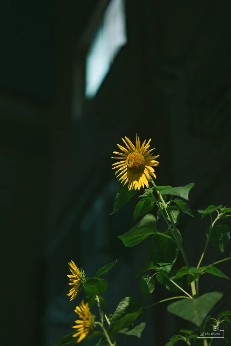 L1000472.jpg