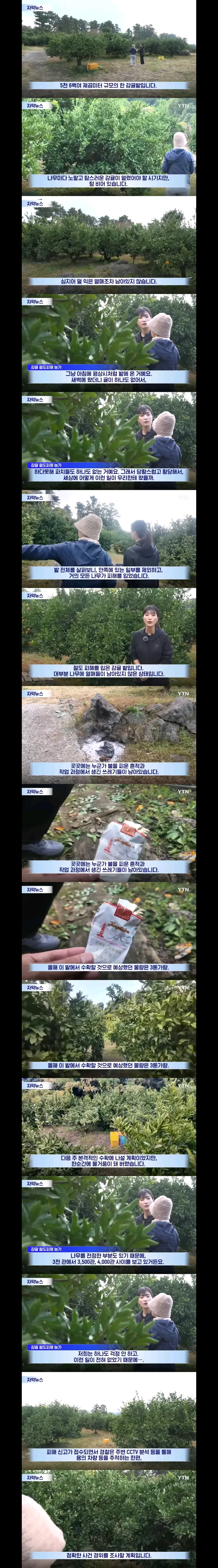 하루만에 3톤의 감귤을 도둑맞은 제주 감귤밭 이미지 1