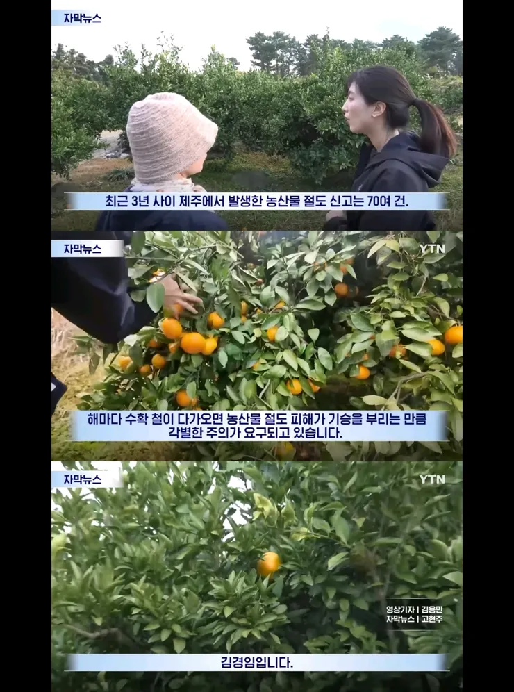 하루만에 3톤의 감귤을 도둑맞은 제주 감귤밭 이미지 2