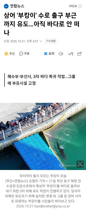 상어 '부캉이' 수로 출구 부근까지 유도…아직 바다로 안 떠나 이미지 1