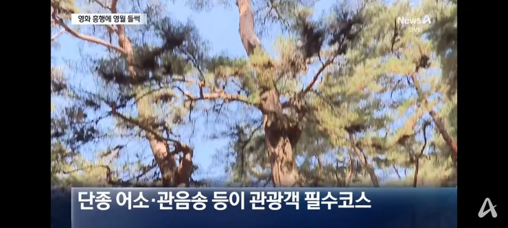왕사남 흥행에 관광객 몰리는 영월 이미지 7