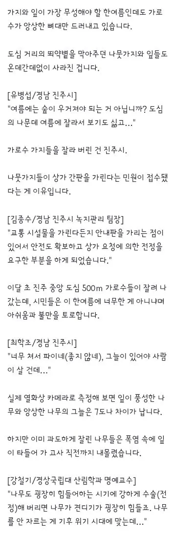 진주의 어느 동네 가로수가 싹둑 잘린 이유 이미지 2