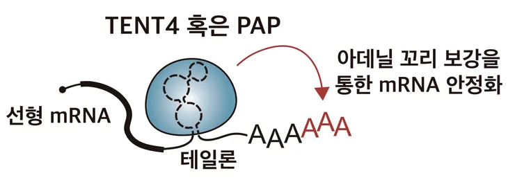 image3_effect (7).png