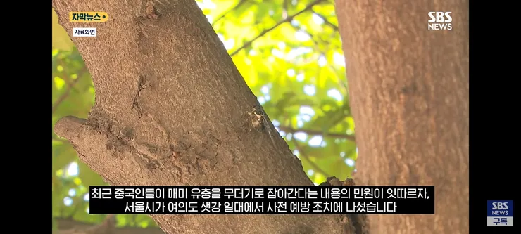 한강 샛강공원에서 매미 싹쓸이 해간다는 중국인들 이미지 1