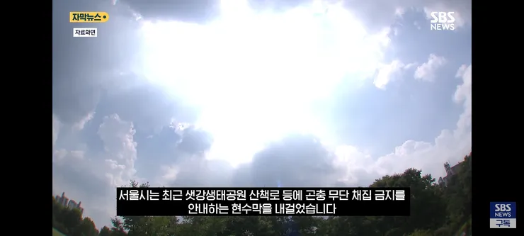 한강 샛강공원에서 매미 싹쓸이 해간다는 중국인들 이미지 2