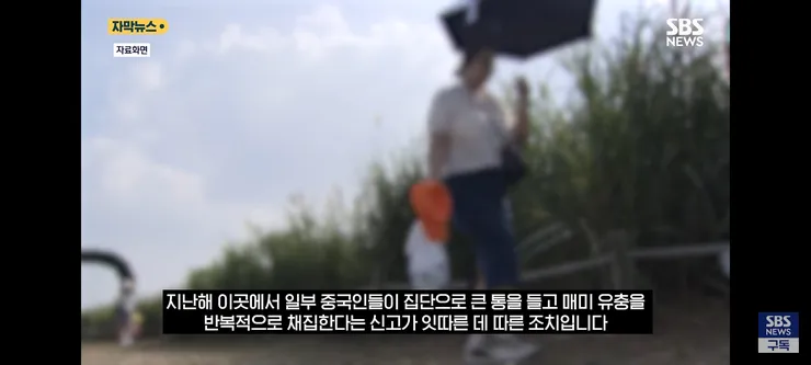 한강 샛강공원에서 매미 싹쓸이 해간다는 중국인들 이미지 3