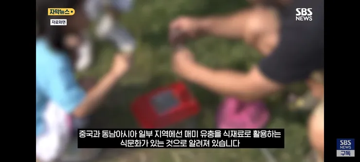 한강 샛강공원에서 매미 싹쓸이 해간다는 중국인들 이미지 4