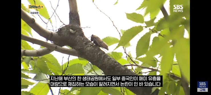 한강 샛강공원에서 매미 싹쓸이 해간다는 중국인들 이미지 5