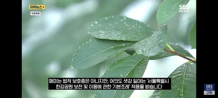 한강 샛강공원에서 매미 싹쓸이 해간다는 중국인들 이미지 6