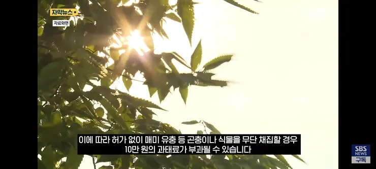 한강 샛강공원에서 매미 싹쓸이 해간다는 중국인들 이미지 7