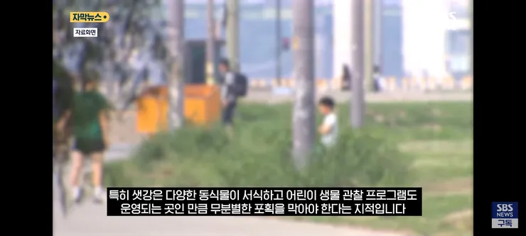 한강 샛강공원에서 매미 싹쓸이 해간다는 중국인들 이미지 8