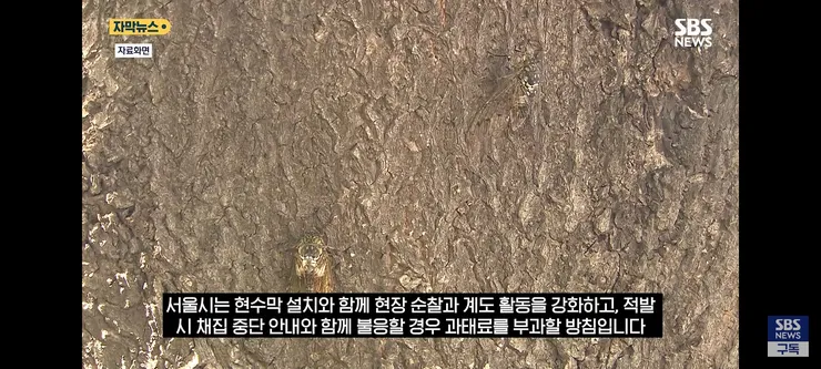 한강 샛강공원에서 매미 싹쓸이 해간다는 중국인들 이미지 9